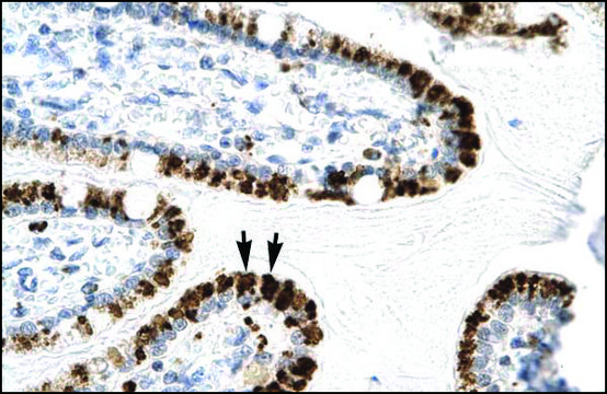 Anti-E2F4 antibody produced in rabbit affinity isolated antibody