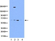 Anti-NF&#954;B Antibody, p65 subunit, active subunit, clone 12H11 clone 12H11, Chemicon&#174;, from mouse