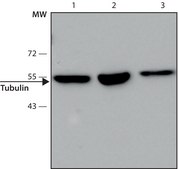 Anti-&#946;-tubulin antibody, Mouse monoclonal clone 2-28-33, purified from hybridoma cell culture