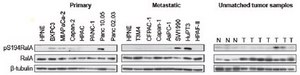 Anti-phospho-RalA Antibody (Ser194) from rabbit, purified by affinity chromatography