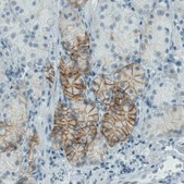 Monoclonal Anti-CA12 antibody produced in mouse Prestige Antibodies&#174; Powered by Atlas Antibodies, clone CL0278, purified immunoglobulin, buffered aqueous glycerol solution