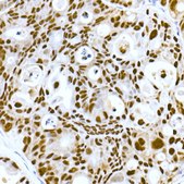 Anti-DNA-PKcs Antibody, clone 2U8W4, Rabbit Monoclonal