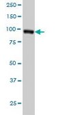 Monoclonal Anti-RALBP1 antibody produced in mouse clone 2A1, purified immunoglobulin, buffered aqueous solution