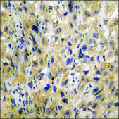 Anti-phospho-p27 Kip1 (pSer10) antibody produced in rabbit affinity isolated antibody