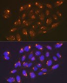Anti-TGN46/TGOLN2 antibody produced in rabbit
