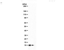 Anti-Uteroglobin serum, from goat