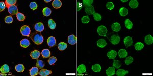 Anti-c-Rel Antibody, clone 4G9 ZooMAb&#174; Rabbit Monoclonal recombinant, expressed in HEK 293 cells
