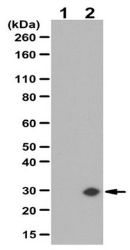 Anti-GADD153/DDIT3/CHOP Antibody from rabbit, purified by affinity chromatography