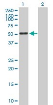 Anti-AGT antibody produced in mouse purified immunoglobulin, buffered aqueous solution