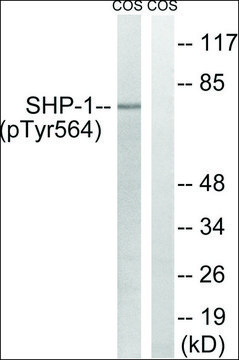 Anti-phospho-SHP-1 (pTyr564) antibody produced in rabbit affinity isolated antibody