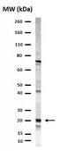 Anti-Prosurfactant Protein C (proSP-C) Antibody serum, Chemicon&#174;