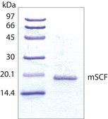 Stem Cell Factor from mouse SCF, recombinant, expressed in E. coli, powder, suitable for cell culture