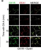 Anti-Green Fluorescent Protein Antibody Chemicon&#174;, from mouse