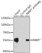 Anti-RBBP7 antibody produced in rabbit
