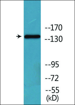 Anti-phospho-CD171/N-CAML1 (pSer1181) antibody produced in rabbit affinity isolated antibody