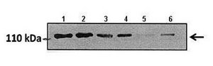 Anti-RNF31 antibody produced in rabbit affinity isolated antibody