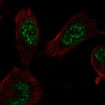 Anti-E2F7 antibody produced in rabbit Prestige Antibodies&#174; Powered by Atlas Antibodies, affinity isolated antibody