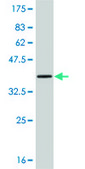 Monoclonal Anti-IL13 antibody produced in mouse clone 3H7, purified immunoglobulin, buffered aqueous solution