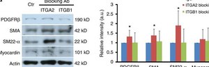 Anti-Actin, &#945;-Smooth Muscle - FITC antibody, Mouse monoclonal clone 1A4, purified from hybridoma cell culture
