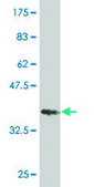 Monoclonal Anti-STK17A, (C-terminal) antibody produced in mouse clone 3G8, purified immunoglobulin, buffered aqueous solution