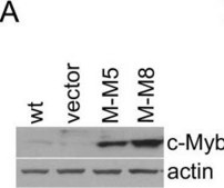 Anti-Myb Antibody, clone 1-1 clone 1-1, Upstate&#174;, from mouse