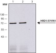 Anti-HRD1/SYVN1 antibody, Mouse monoclonal clone HRD1-5, purified from hybridoma cell culture