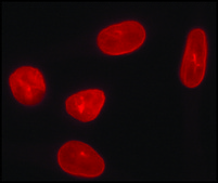 Anti-Lamin A (C-terminal) antibody produced in rabbit ~1&#160;mg/mL, affinity isolated antibody, buffered aqueous solution