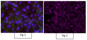 Anti-P40 Antibody, clone 11F12.1, Alexa Fluor&#8482; 647 clone 11F12.1, from mouse, ALEXA FLUOR&#8482; 647