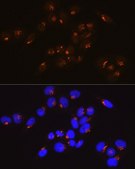 Anti-GM130 antibody produced in rabbit