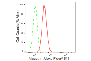 KD-Validated Anti Nicastrin Antibody, clone 23GB1040, Rabbit Monoclonal clone 23GB1040, recombinant rabbit monoclonal, expressed in HEK293 cells