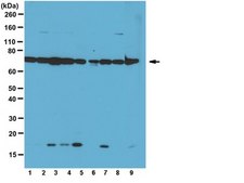 Anti-DDX3X Antibody serum, from rabbit