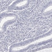 Anti-INSL3 antibody produced in rabbit Prestige Antibodies&#174; Powered by Atlas Antibodies, affinity isolated antibody, buffered aqueous glycerol solution