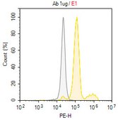Anti-Phospho-RXRα/RXRA (Ser56)