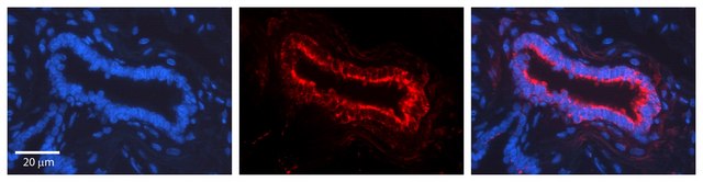 Anti-NOTCH1 antibody produced in rabbit affinity isolated antibody