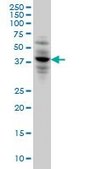 Monoclonal Anti-CACNG3 antibody produced in mouse clone 3E4, purified immunoglobulin, buffered aqueous solution