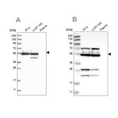 Anti-GRSF1 antibody produced in rabbit Prestige Antibodies&#174; Powered by Atlas Antibodies, affinity isolated antibody, buffered aqueous glycerol solution