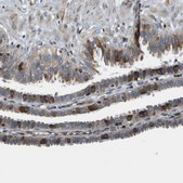 Anti-ESYT1 antibody produced in rabbit Prestige Antibodies&#174; Powered by Atlas Antibodies, affinity isolated antibody, buffered aqueous glycerol solution