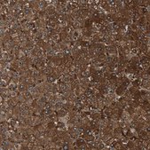 Anti-FBP1 antibody produced in rabbit Prestige Antibodies&#174; Powered by Atlas Antibodies, affinity isolated antibody, buffered aqueous glycerol solution