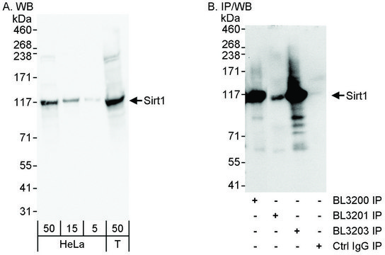 Rabbit anti-Sirt1 Antibody, Affinity Purified Powered by Bethyl Laboratories, Inc.