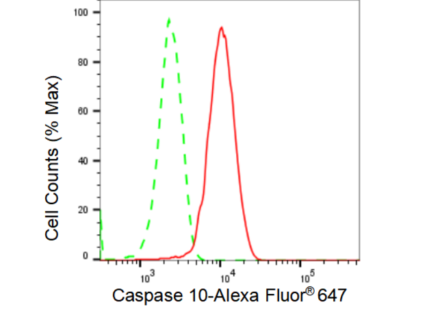 Anti Caspase 10 Antibody, clone 23GB3330, Rabbit Monoclonal clone 23GB3330, recombinant rabbit monoclonal, expressed in HEK293 cells