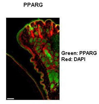 Anti-PPARG (AB1) antibody produced in rabbit IgG fraction of antiserum