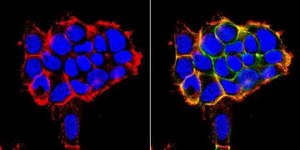 Anti-Integrin &#945;3 Antibody, clone P1B5, azide free clone P1B5, Chemicon&#174;, from mouse