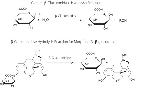 Fast β-Glucuronidase, Recombinant from limpets (Patella Vulgata), aqueous solution