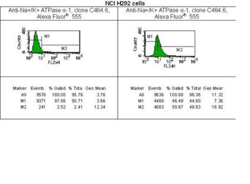 Anti-Na+/K+ ATPase &#945;-1 Antibody, clone C464.6, Alexa Fluor&#8482; 555 clone C464.6, Upstate&#174;, from mouse