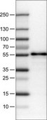 Monoclonal Anti-WWTR1 antibody produced in mouse Prestige Antibodies&#174; Powered by Atlas Antibodies, clone CL0370, purified immunoglobulin, buffered aqueous glycerol solution