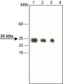 Anti-dimethyl, phospho-Histone H1.4 (diMe-Lys26, pSer27) antibody produced in rabbit ~1.5 mg/mL, affinity isolated antibody, buffered aqueous solution