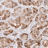 Monoclonal Anti-HMGCR antibody produced in mouse Prestige Antibodies&#174; Powered by Atlas Antibodies, clone CL0260, purified immunoglobulin, buffered aqueous glycerol solution