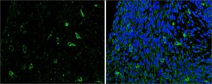 Anti-SLIT2 antibody produced in rabbit affinity isolated antibody, buffered aqueous solution