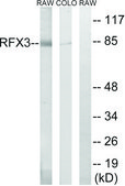 Anti-RFX3, C-Terminal antibody produced in rabbit affinity isolated antibody