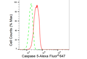 Anti Caspase 5 Antibody, clone 23GB3315, Rabbit Monoclonal clone 23GB3315, recombinant rabbit monoclonal, expressed in HEK293 cells